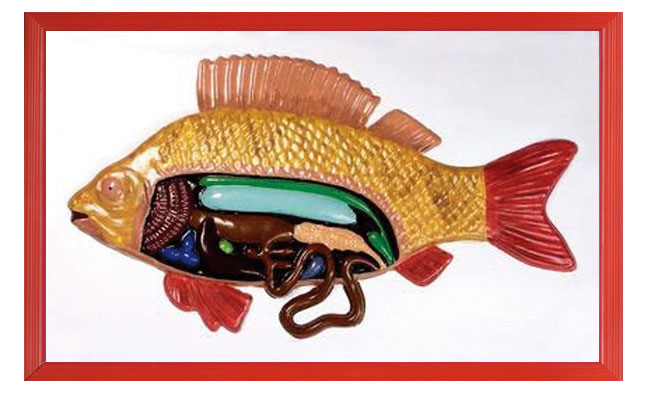 魚解剖浮雕模型
