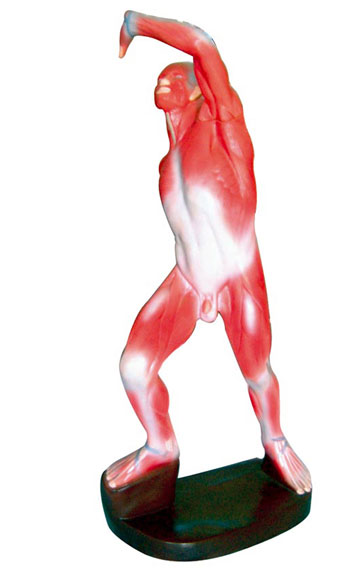 人體淺層運動肌肉解剖模型