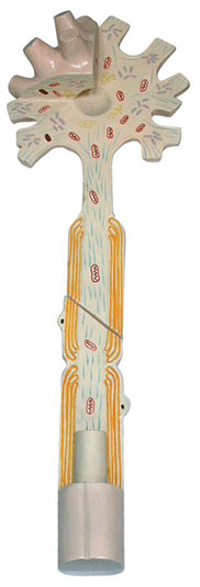 神經(jīng)元模型