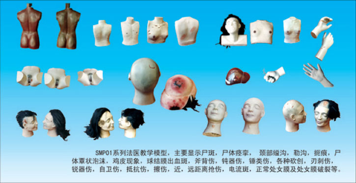 法醫(yī)學(xué)教學(xué)模型