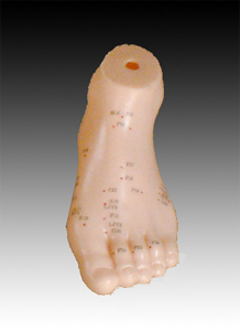 足針灸模型17CM