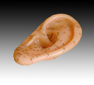 耳針灸模型13CM