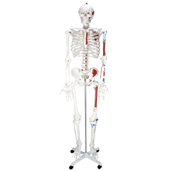 人體骨骼半邊肌肉著色模型(180cm)