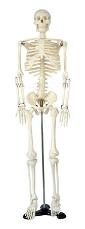 人體骨骼模型85CM