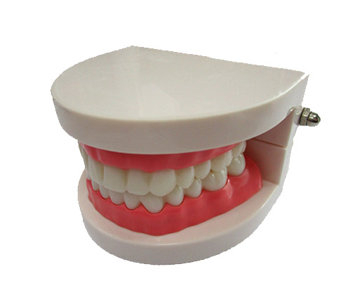 牙護(hù)理保健模型(自然大)